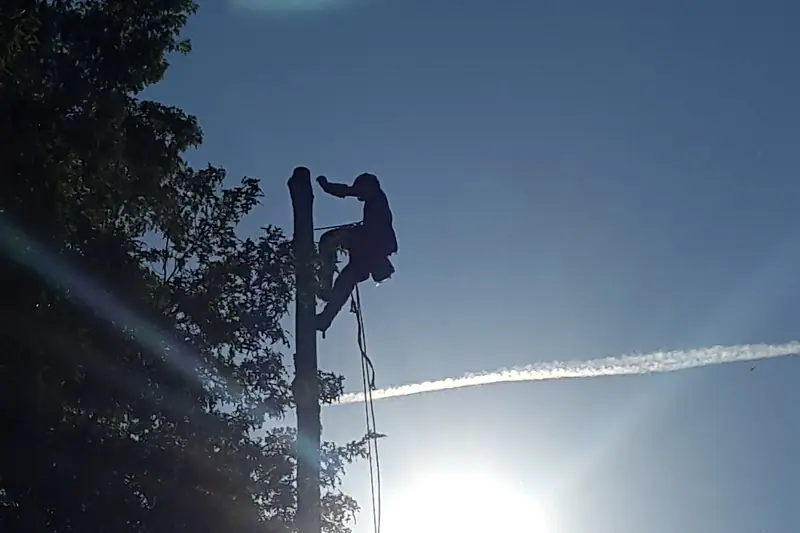Élagueur grimpeur en progression dans un arbre, travail sur corde